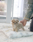 Mini Maltipoo - Bailey