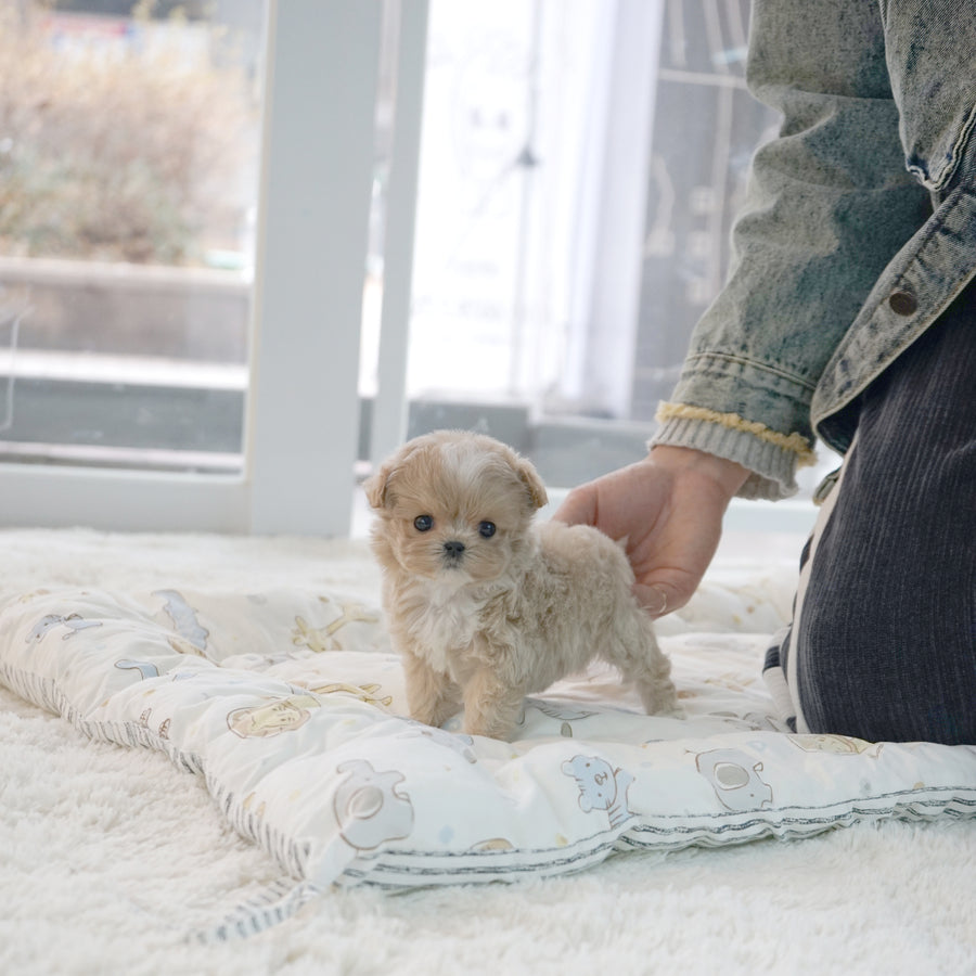 Mini Maltipoo - Bailey