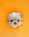 Mini Maltipoo - Bailey