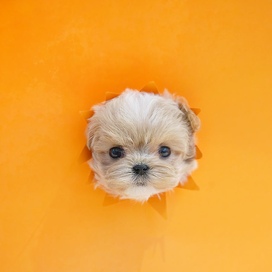 Mini Maltipoo - Bailey