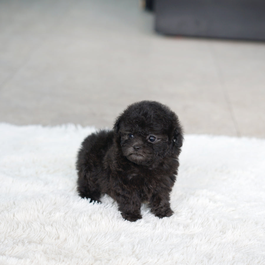 Tiny Silver Poodle - Murphy