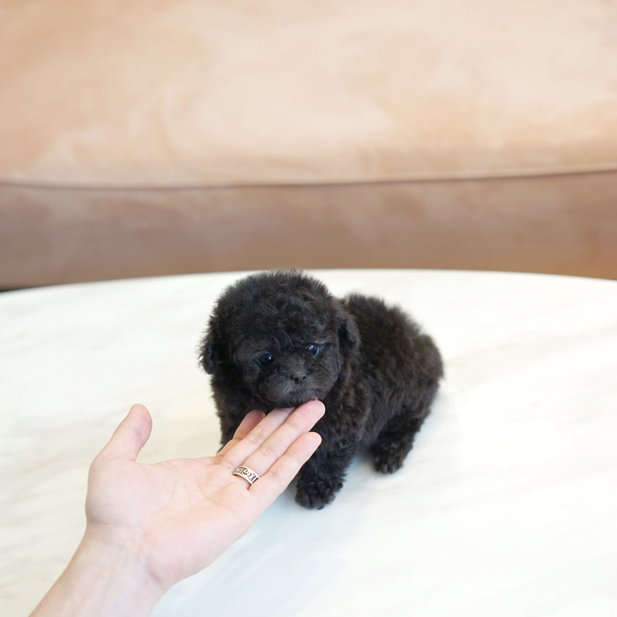 Tiny Silver Poodle - Murphy