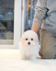 Coton de Tulear - Ethan