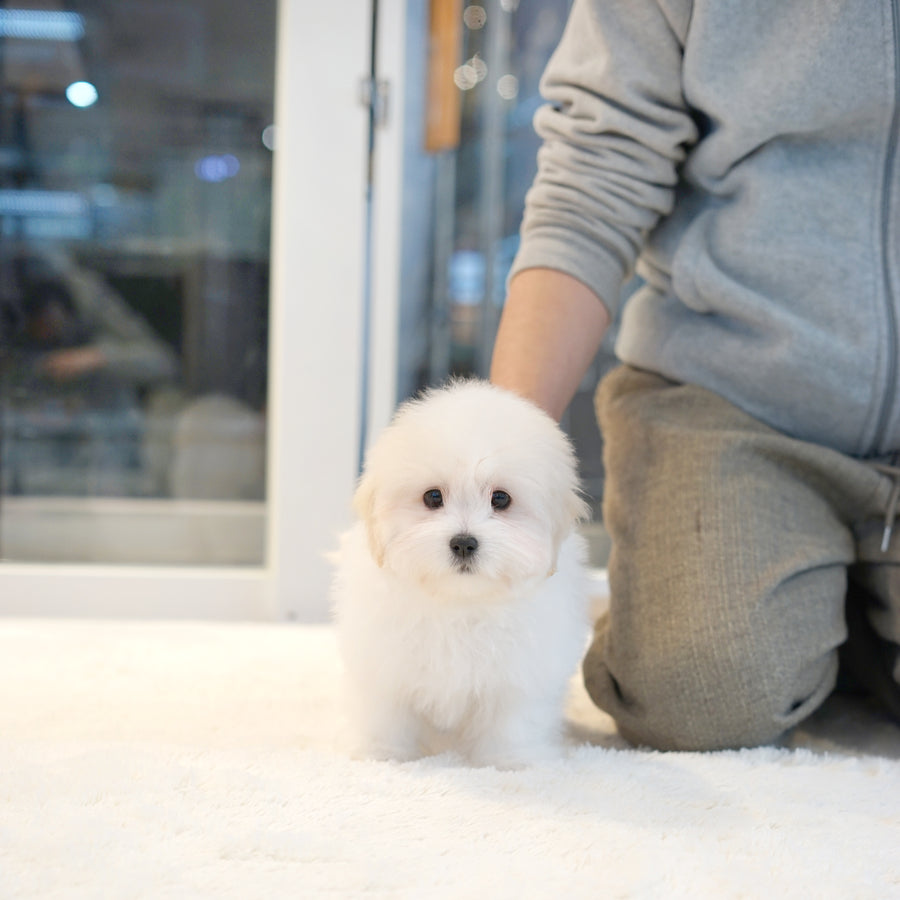 Coton de Tulear - Ethan