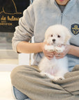 Coton de Tulear - Ethan