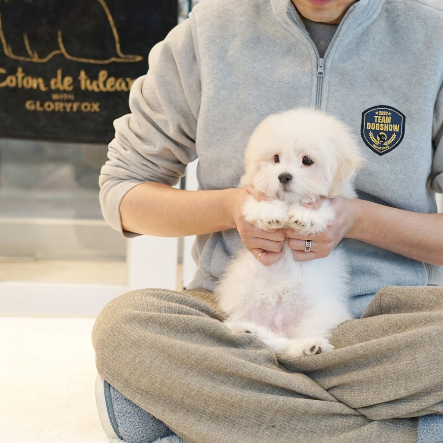 Coton de Tulear - Ethan