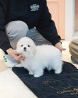 Coton de Tulear - Ethan