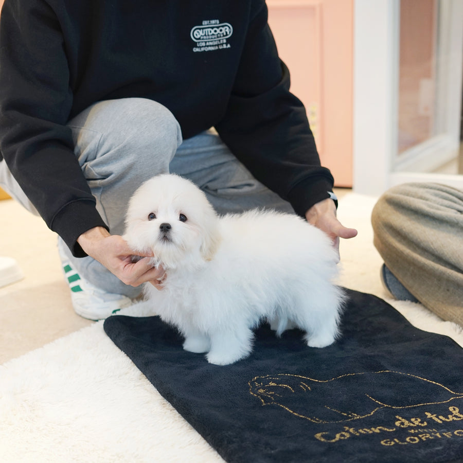 Coton de Tulear - Ethan