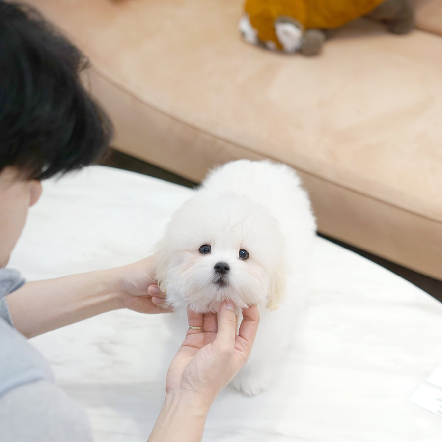 Coton de Tulear - Ethan