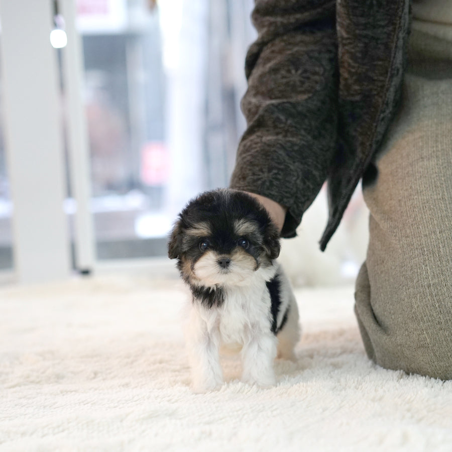 Mini Maltipoo - Isabella