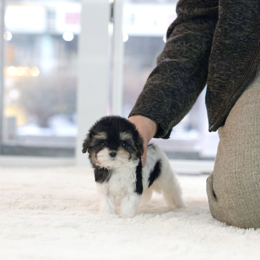 Mini Maltipoo - Isabella