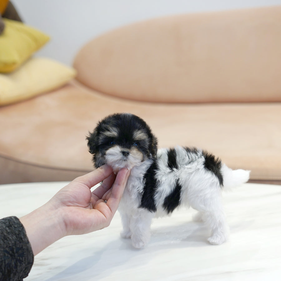 Mini Maltipoo - Isabella