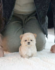 Mini Maltipoo - Brooke