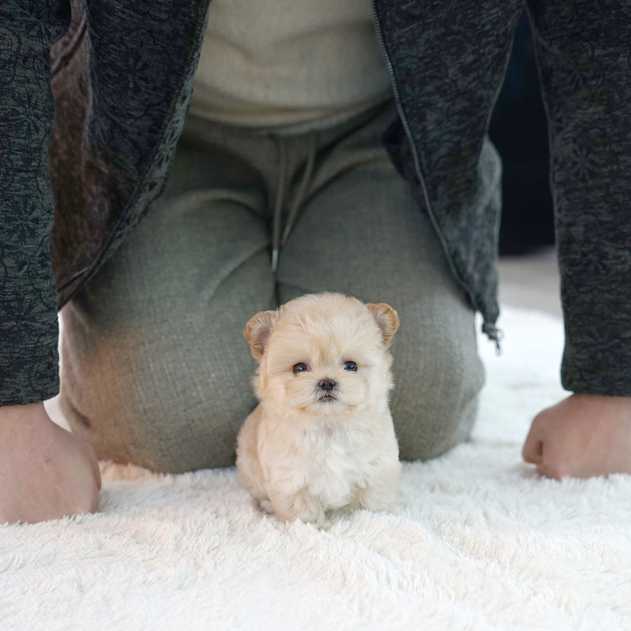 Mini Maltipoo - Brooke