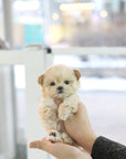 Mini Maltipoo - Brooke