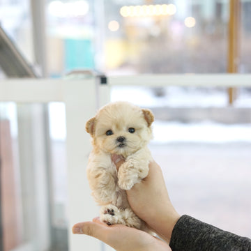 Mini Maltipoo - Brooke