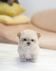 Mini Maltipoo - Brooke