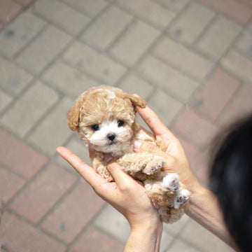 Tiny Poodle - Shara