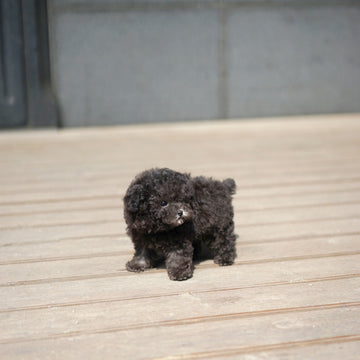 Tiny Poodle - Sabrina