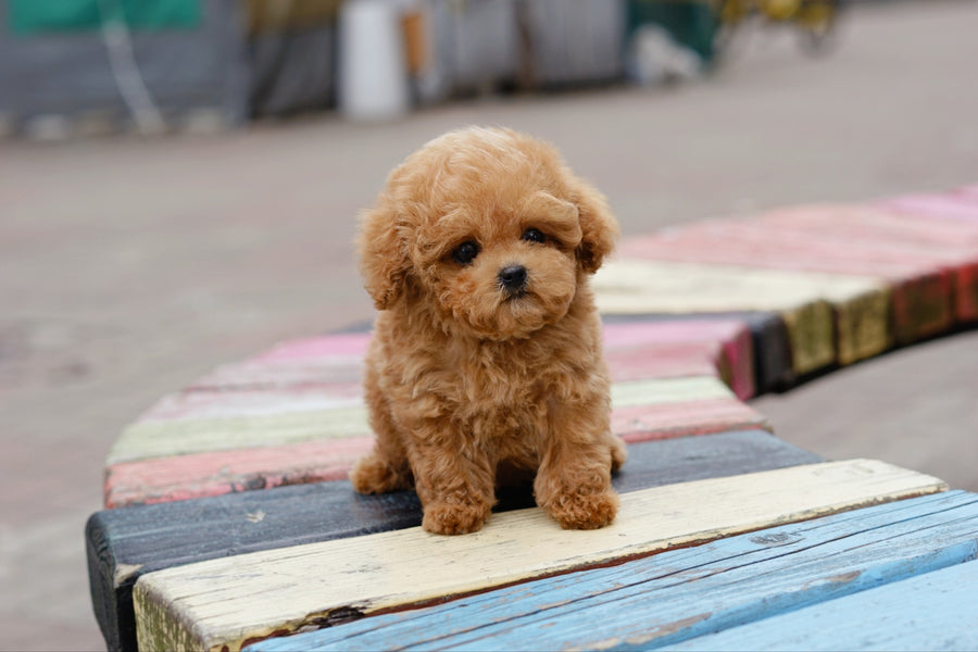 Tiny Poodle - Ace