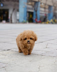 Tiny Poodle - Ace