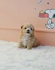 Maltipoo - Chu