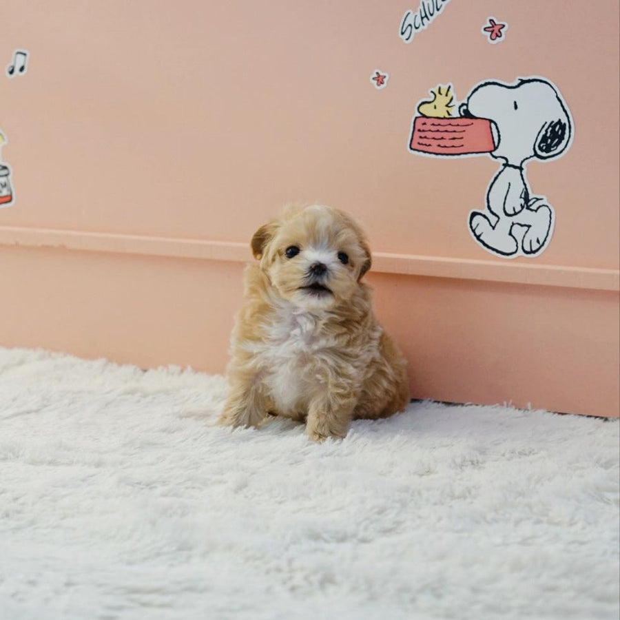 Maltipoo - Chu