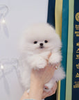 Pomeranian - Kao