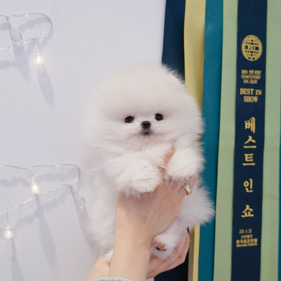 Pomeranian - Kao