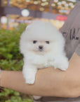 Pomeranian - Arnold