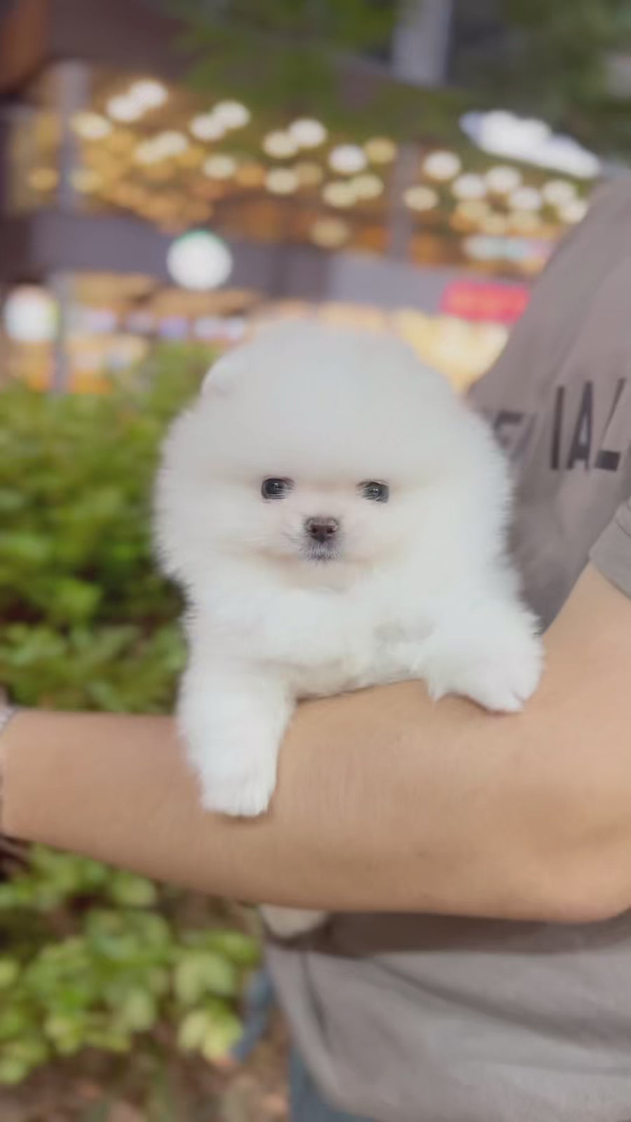 Pomeranian - Arnold