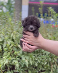 Tiny Silver Poodle - Edgar