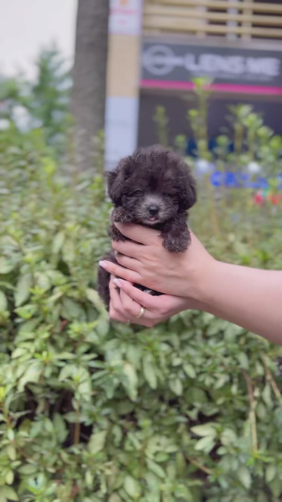 Tiny Silver Poodle - Edgar