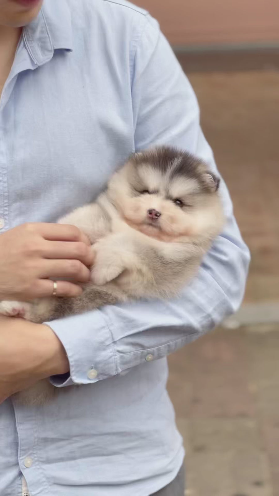 Pomsky - Jacob