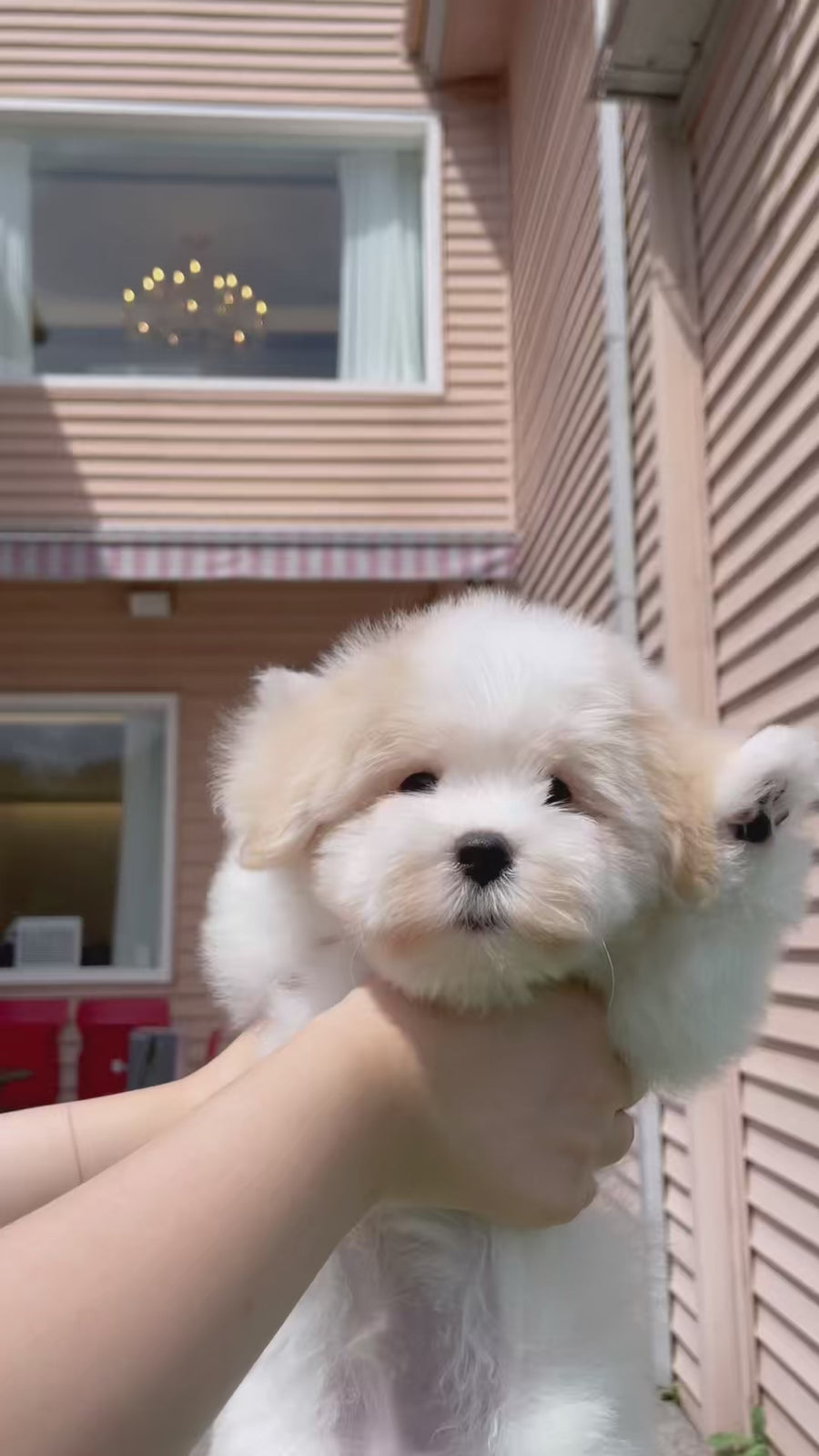 Coton de Tulear - Atlas