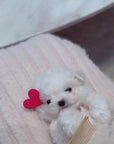 Teddy Bichon - Jennifer