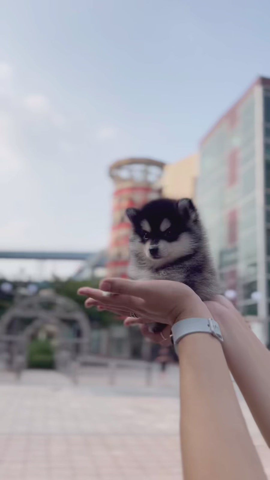 Pomsky - Lucy