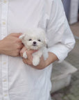 Teddy Bichon - Cordelia