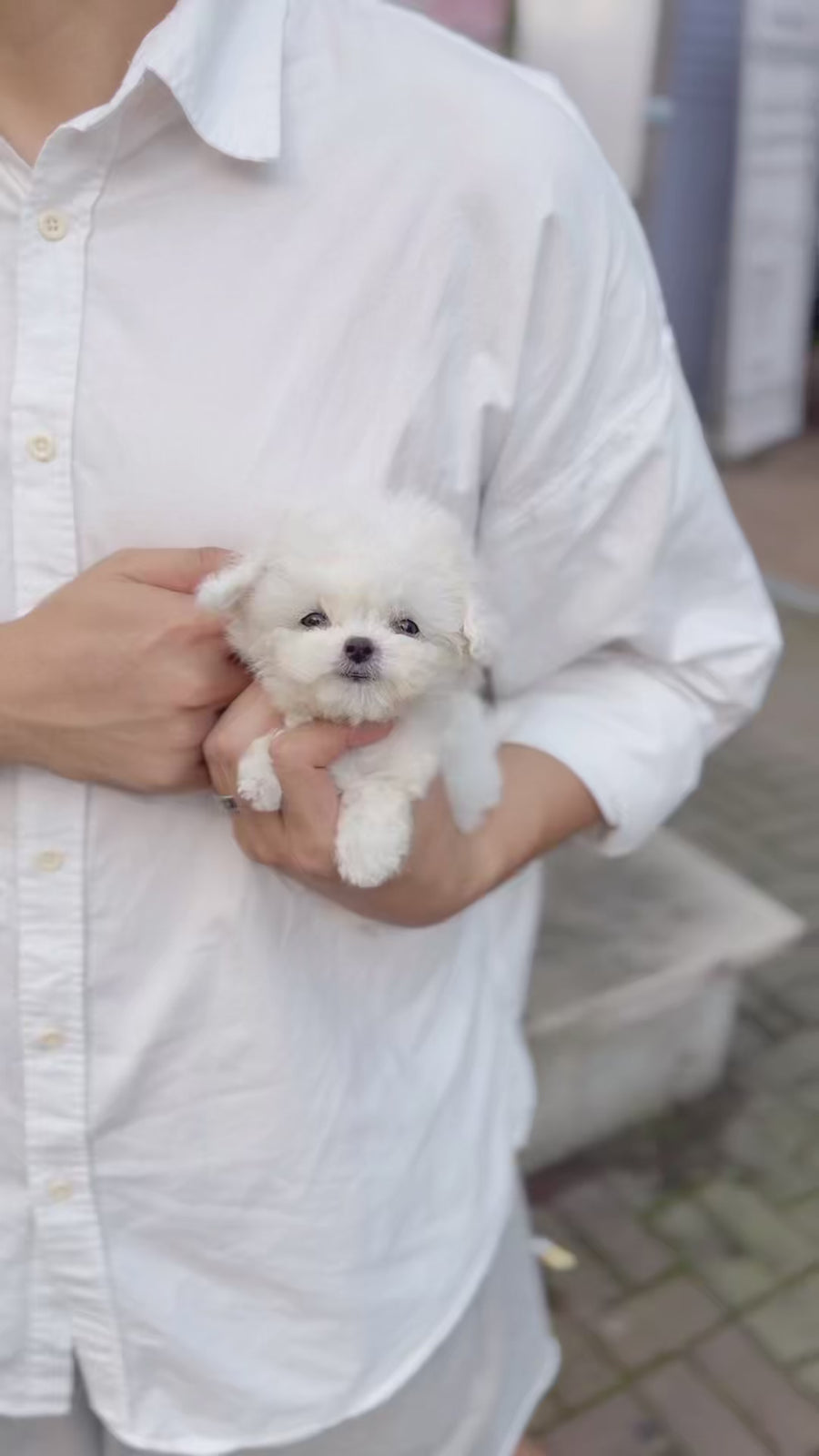 Teddy Bichon - Cordelia