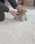 Mini Maltipoo - Lizzle