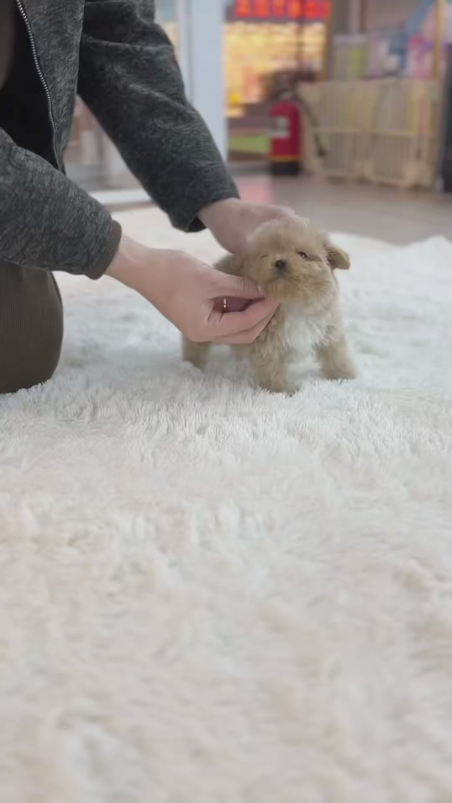 Mini Maltipoo - Lizzle