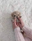 Mini Maltipoo - Barbara