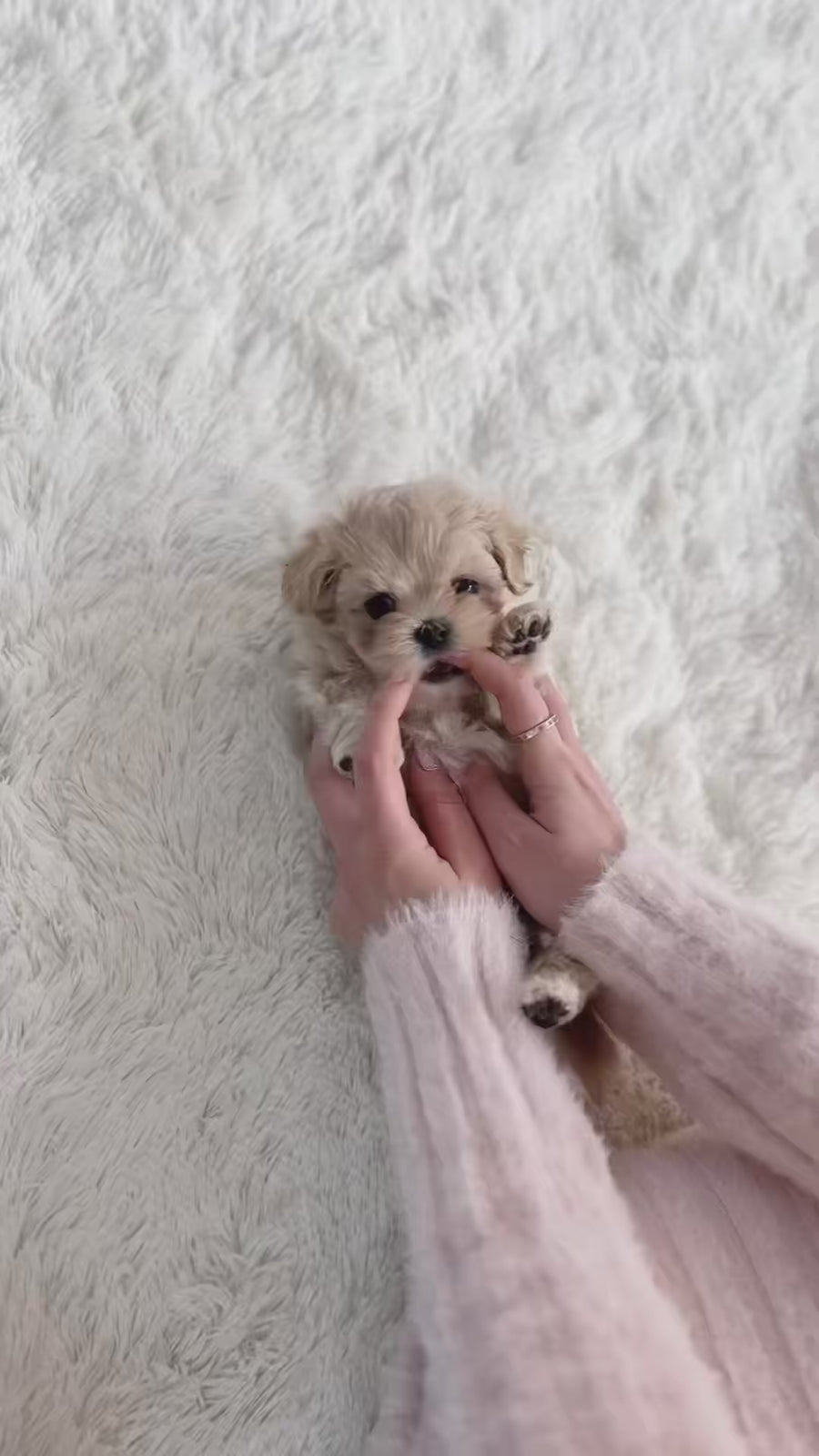 Mini Maltipoo - Barbara