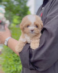 Mini Maltipoo - Bibi