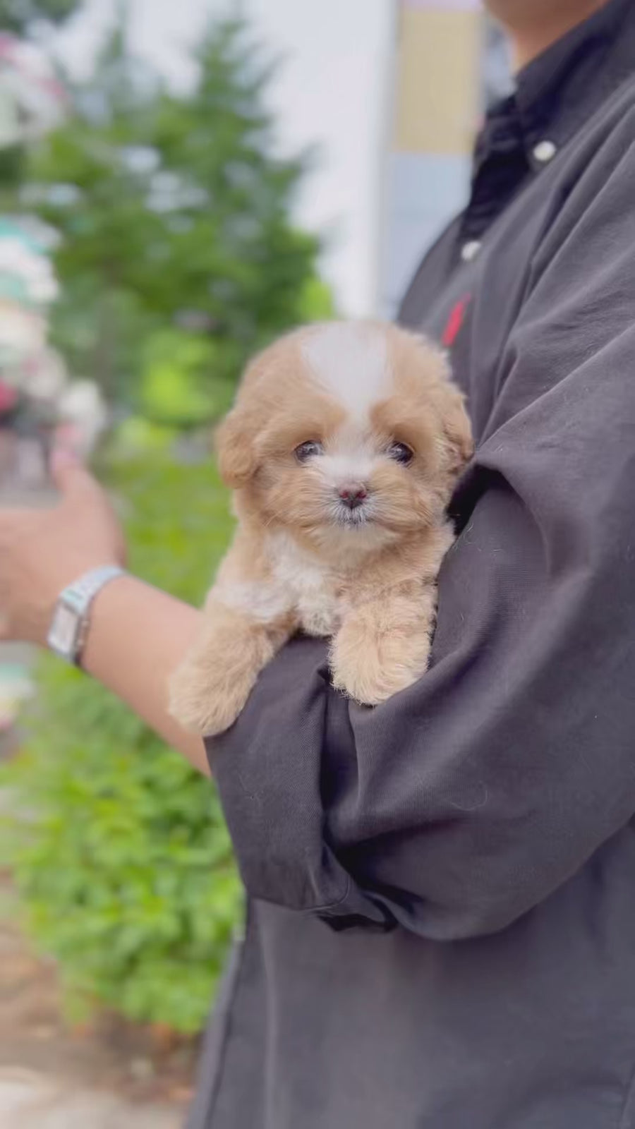 Mini Maltipoo - Bibi