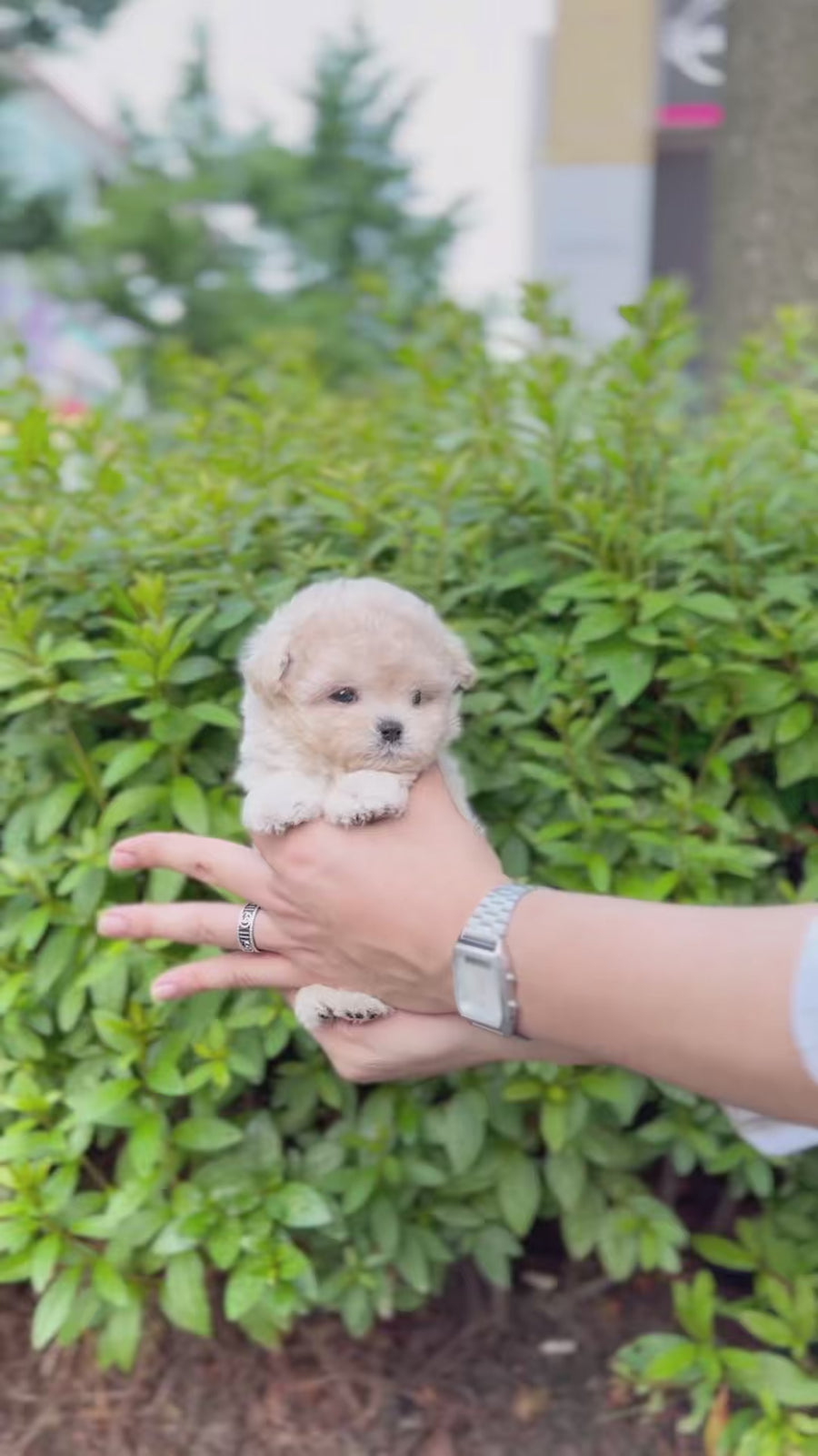 Mini Maltipoo - Babi