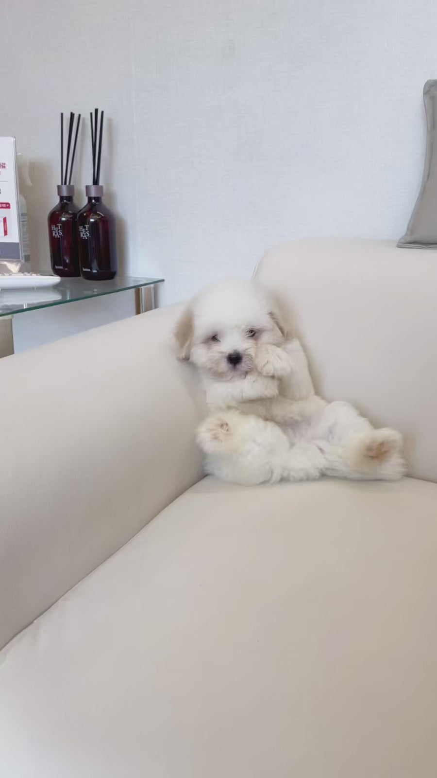 Coton de Tulear - Lucien