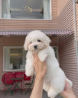 Coton de Tulear - Zinnia