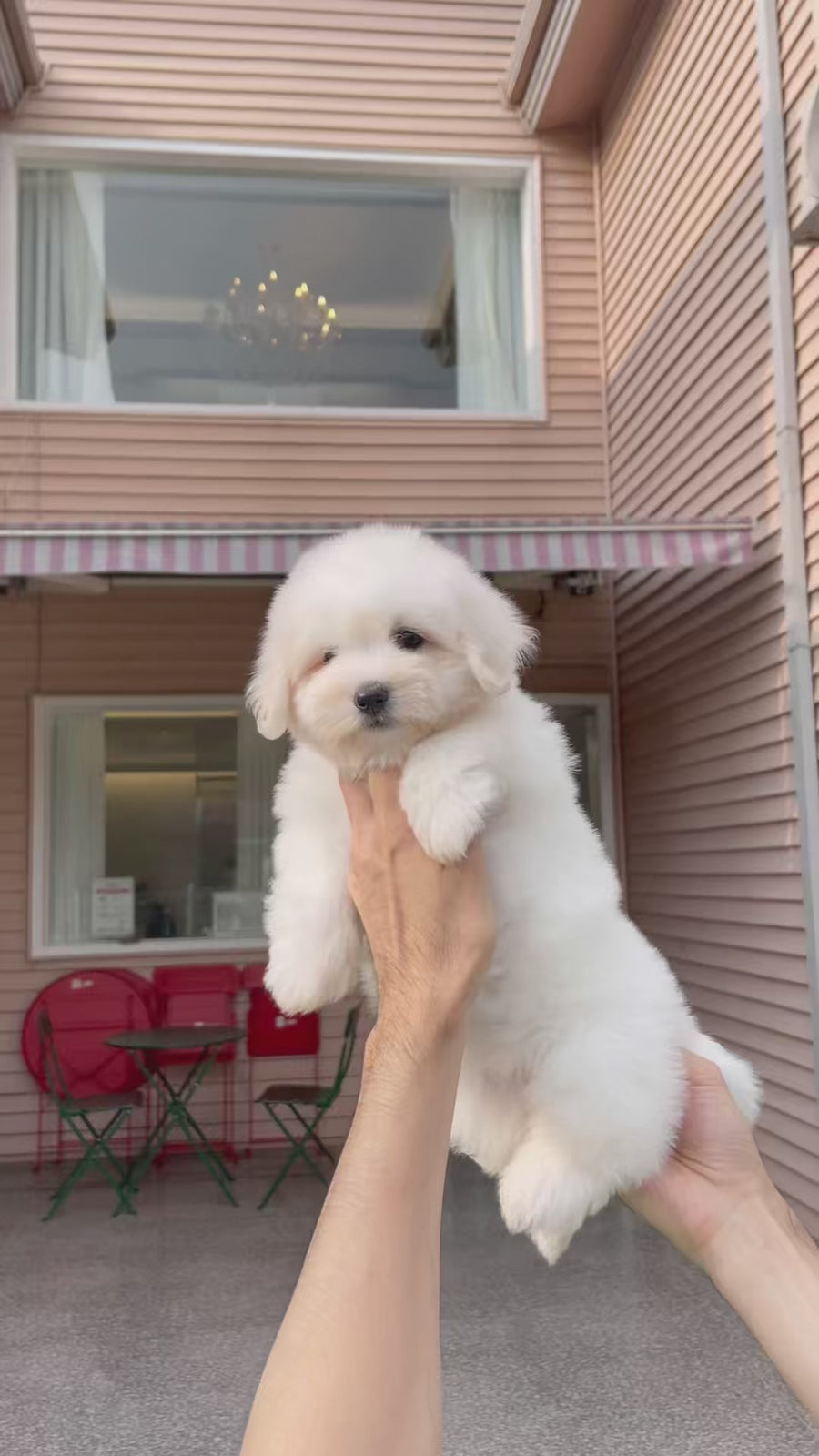 Coton de Tulear - Zinnia
