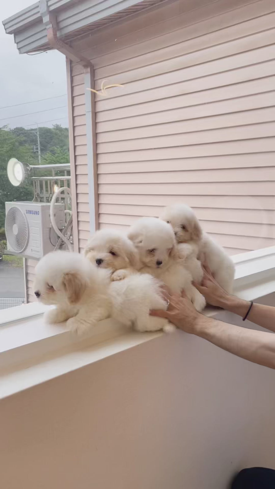 Coton de Tulear - Nox